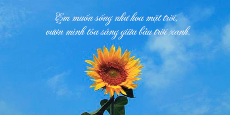 Hoa hướng dương là biểu tượng của sự kiên cường, luôn hướng về mặt trời
