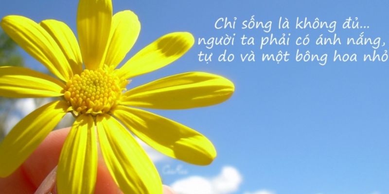 Hoa hướng dương có thể héo, nhưng sẽ luôn tìm cách vươn mình lại vào mùa sau